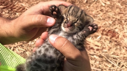 Trabalhadores de usina sucroalcooleira encontram filhote de gato-do-mato em meio a canavial em Junqueirópolis