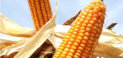 Millenium promete investir pesado em etanol de milho