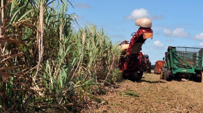  Safra de grãos deve crescer 6,3% e fechar com recorde em 2019