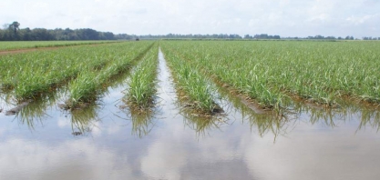 Índia tem monções mais volumosas em 25 anos; chuvas ajudam safras de inverno
