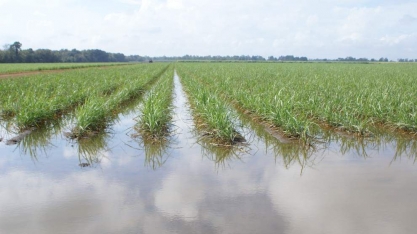 Índia tem monções mais volumosas em 25 anos; chuvas ajudam safras de inverno