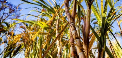 Clima favorável permite avanço da moagem no centro-sul
