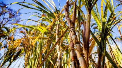 Clima favorável permite avanço da moagem no centro-sul