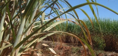 Valor Bruto da Produção Agropecuária de 2019 sobe para R$ 606,2 bilhões