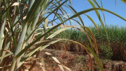 Valor Bruto da Produção Agropecuária de 2019 sobe para R$ 606,2 bilhões