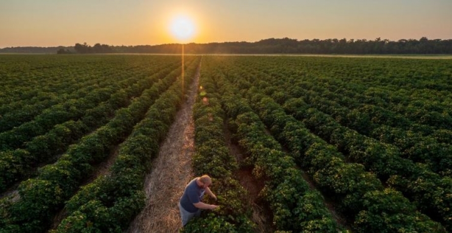 Em sua fazenda em Cotton Plant, Arkansas, Adam Chappell possui 3.600 hectares de algodão, milho, soja e arroz. Esta terra está na sua família há quatro gerações. ( FOTOGRAFIA DE JIM RICHARDSON)
