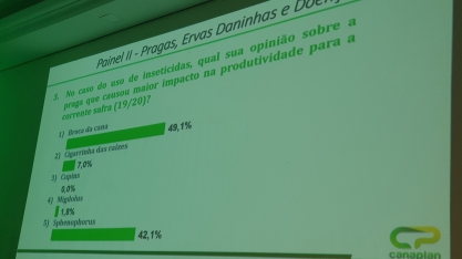 Broca se mantém como principal praga da cana-de-açúcar, mas Sphenophorus levis se aproxima do primeiro lugar