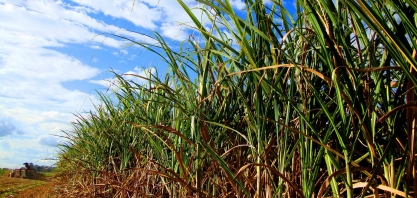 Safra 2019/20 apresenta maior produtividade que a safra passada, porém menor quantidade de ATR