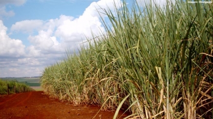 ATR PE: Sindaçúcar divulga preços iniciais da safra 2019/2020