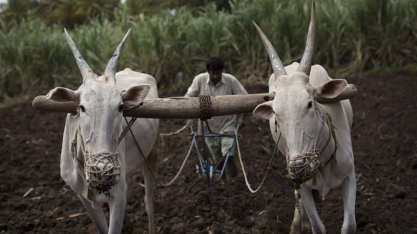 Índia prepara uma reforma agrícola