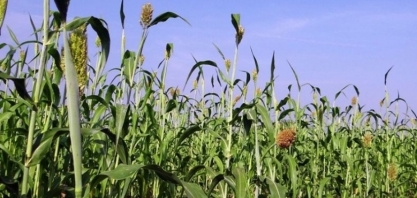 Cientistas transformam biomassa lenhosa em combustível