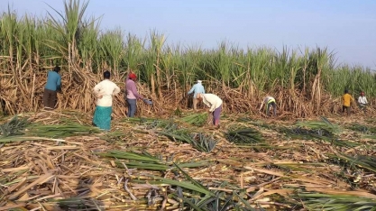 Subsídio ajuda em vendas de açúcar da Índia para o Irã, dizem fontes