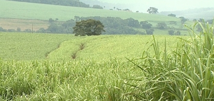 Produtores rurais apostam na silagem da cana para alimentar o gado