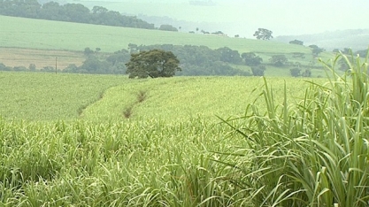 Produtores rurais apostam na silagem da cana para alimentar o gado