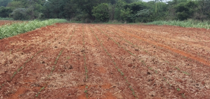 Quase 10% dos cooperados da Coplana já iniciaram o plantio de amendoim