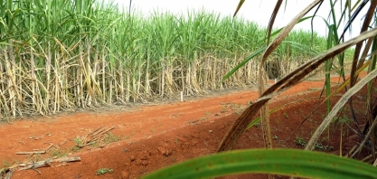 Cana-de-açúcar do Brasil será rastreada com Blockchain por meio de parceria com a Embrapa