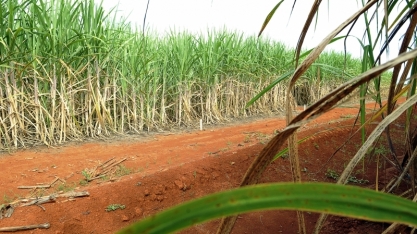 Cana-de-açúcar do Brasil será rastreada com Blockchain por meio de parceria com a Embrapa