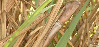 Preço do VHP gera redução do ATR de 7,8%