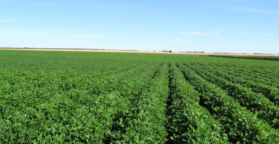 Lavoura de amendoim em área de renovação de canavial. Com o Mais Amendoim, produtividade vai aumentar