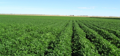 Coplana lançará, em 2020, o programa “Mais Amendoim”