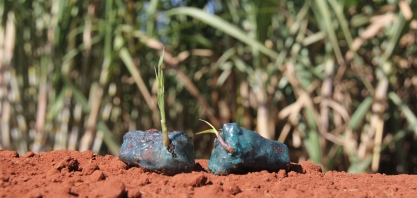 Canaviais comerciais já são formados por semente artificial de cana