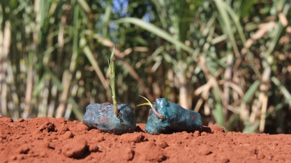 Canaviais comerciais já são formados por semente artificial de cana