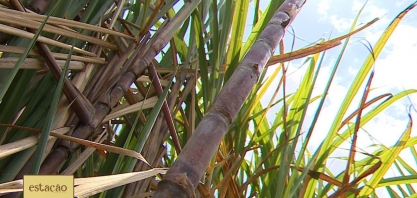 Produtores de cana-de-açúcar em Sergipe esperam melhora do cenário nacional