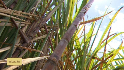 Produtores de cana-de-açúcar em Sergipe esperam melhora do cenário nacional