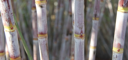 Primeira quinzena de novembro da Safra 2019/20 no Centro-Sul apresenta alta da ATR