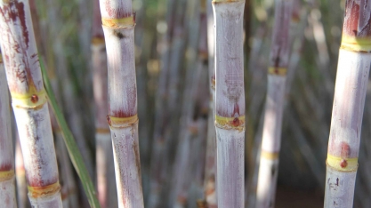 Primeira quinzena de novembro da Safra 2019/20 no Centro-Sul apresenta alta da ATR