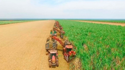 Uberaba é a 3ª cidade do país na produção de cana-de-açúcar