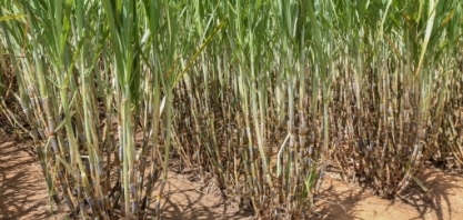 Transgênicos atingirão 53 mi de ha no Brasil em 19/20; milho cresce mais, diz Céleres
