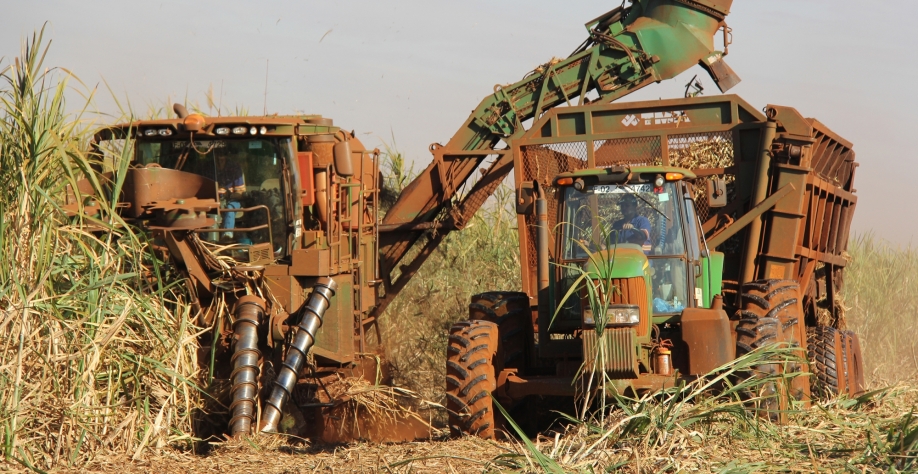 A colheita dos três canaviais-testes plantados com Emerald, em 2018, ocorreu 13 a 14 meses após o plantio. Crédito foto: CanaOnline