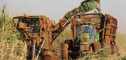 O desempenho do Emerald, a semente artificial de cana