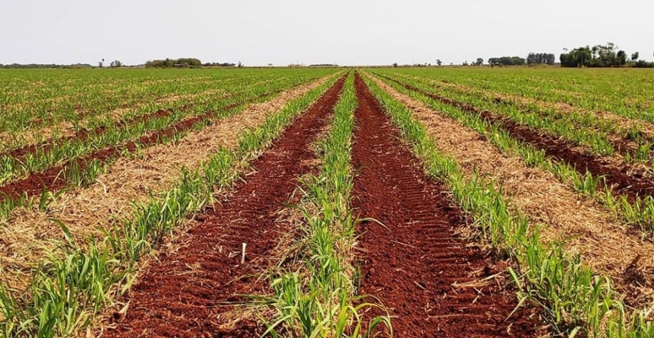 “Arroz com feijão bem-feito” aumenta a produtividade da socaria por mais safras