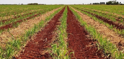 Esticando a produtividade dos canaviais por mais safras
