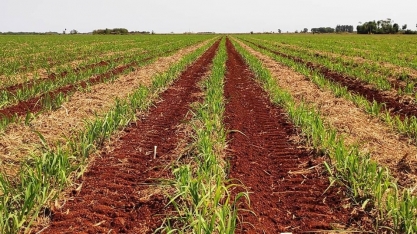 Esticando a produtividade dos canaviais por mais safras