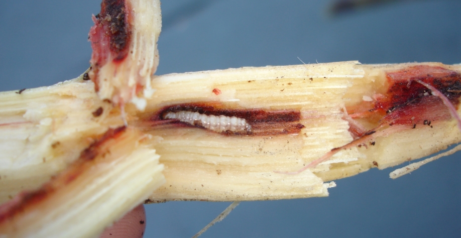 Mudança no sistema de colheita foi o principal motivo do aumento das infestações de broca no Centro-Sul do país