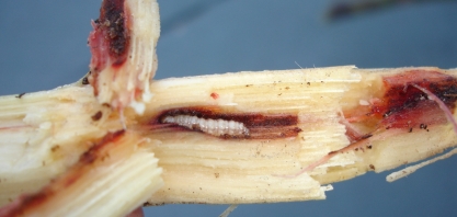 Controle da broca-da-cana deve estar calcado em três pilares: eficiência, seletividade e sustentabilidade