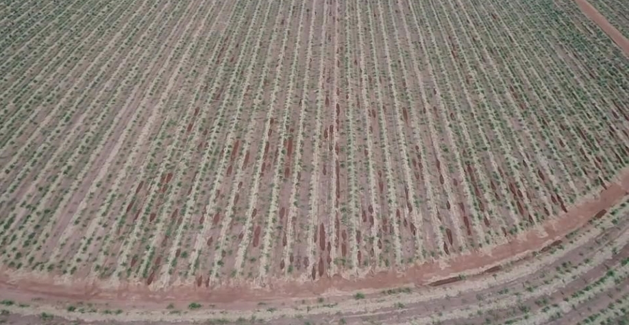 Drones sobrevoam o canavial da Agro Bandeirantes e geram mapas de falhas