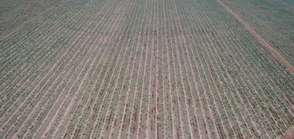 Agro Bandeirantes S.A trata os canaviais com carinho e aumenta a produtividade