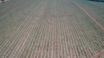 Agro Bandeirantes S.A trata os canaviais com carinho e aumenta a produtividade