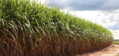 PIB da agropecuária crescerá 1,4% em 2019, estima Ipea