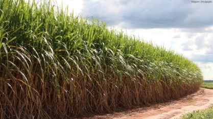 PIB da agropecuária crescerá 1,4% em 2019, estima Ipea