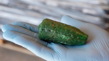 As características do Emerald, a semente de cana artificial que já forma canaviais comerciais