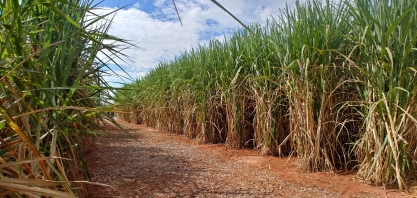 Produtividade das usinas do Centro-Sul cresce na safra 2019/20