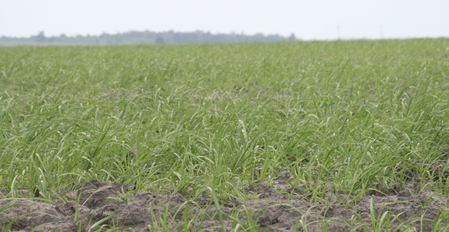 Mais cana na Paraíba na safra 2019/20