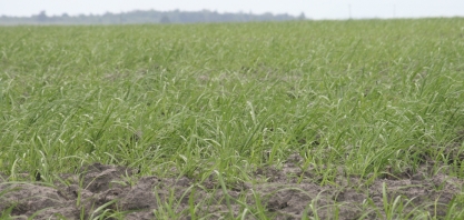 Produção de cana na Paraíba deve ser 18% superior à safra passada
