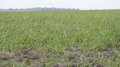 Produção de cana na Paraíba deve ser 18% superior à safra passada