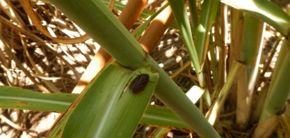 Resistência de pragas como a cigarrinha ameaça a produtividade da cana-de-açúcar